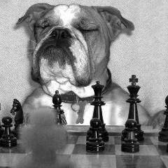 bulldog chess